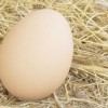 脸过敏可以吃鸡蛋吗，过敏的饮食禁忌 护肤 第1张